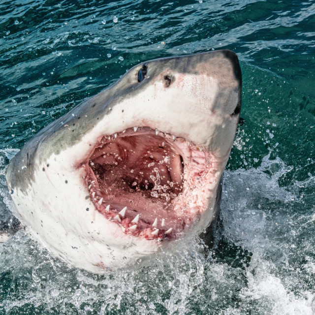 &lt;p&gt;Ulobvljeni morski pas ima oko 300 kilograma (ilustracija)&lt;/p&gt;