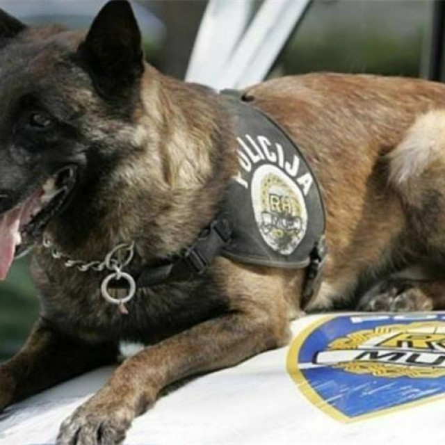 &lt;p&gt;I policijski pas zaslužan za ‘pad‘ 34- godišnjeg dilera droge u Šibeniku&lt;/p&gt;