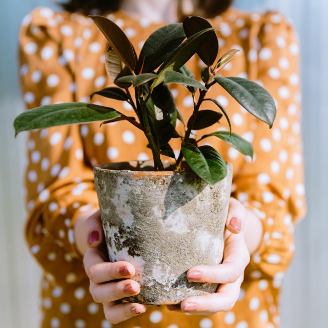 &lt;p&gt;Woman holding small ficus elastica or rubber plant in rustic flower pot. Concept of houseplants care, hobby of growing indoor plants&lt;/p&gt;