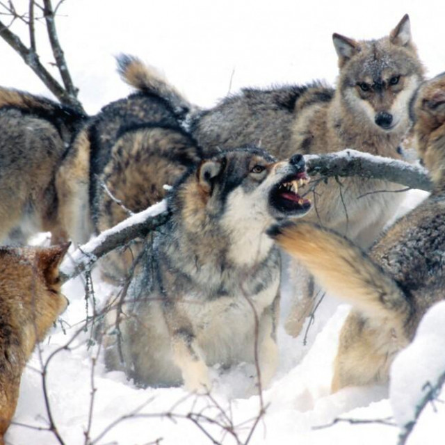 &lt;p&gt;Znanstvenici su otkrili da današnji vukovi imaju vrlo malo sličnosti sa strašnima&lt;/p&gt;