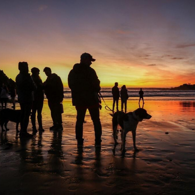 &lt;p&gt;Sarah je preko društvene mreže pozvala vlasnike pasa da se priključe posljednjoj šetnji na plaži (ilustracija)&lt;/p&gt;