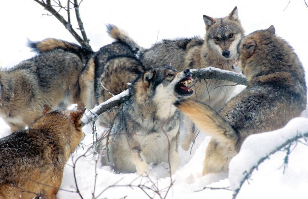 &lt;p&gt;Znanstvenici su otkrili da današnji vukovi imaju vrlo malo sličnosti sa strašnima&lt;/p&gt;