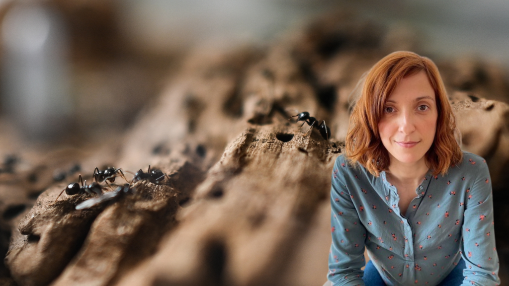 &lt;p&gt;Dr. Milutinović s IRB-a otkrila fascinantan svijet mravi&lt;/p&gt;