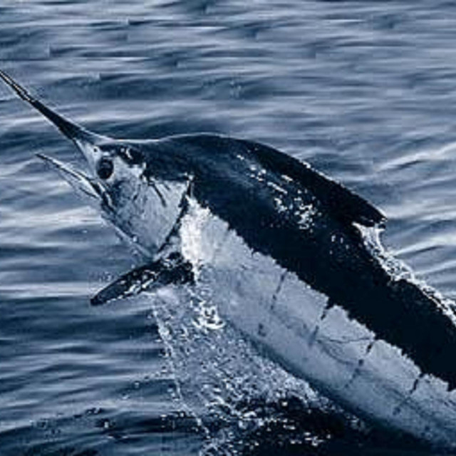 &lt;p&gt;Crni marlin jedna je od najbržih riba na svijetu&lt;/p&gt;