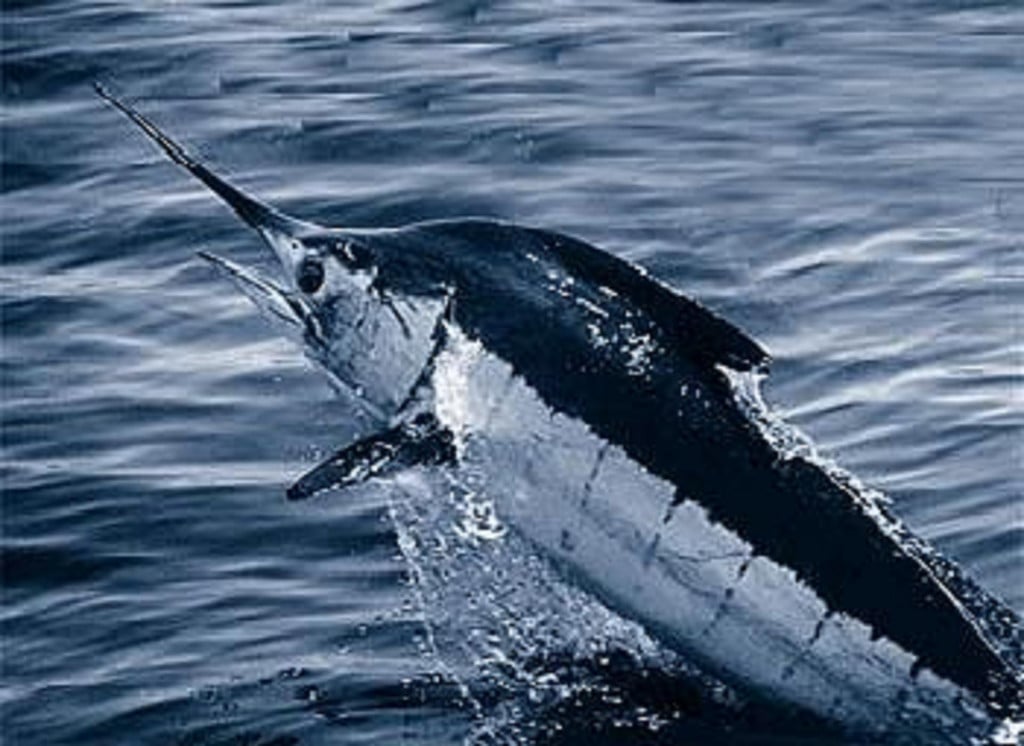 &lt;p&gt;Crni marlin jedna je od najbržih riba na svijetu&lt;/p&gt;