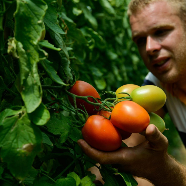 &lt;p&gt;Mirko Knežić iz Metkovića bavi se uzgojem povrća u plastenicima gdje uzgaja paprike, krastavce i rajčice&lt;/p&gt;