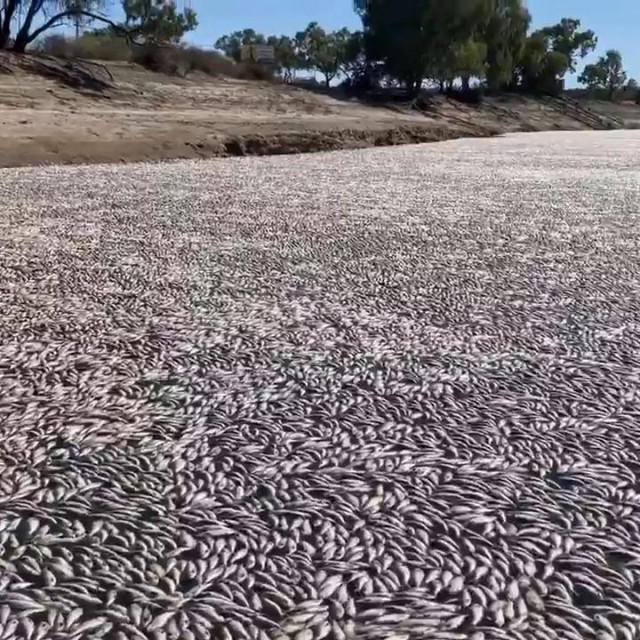 &lt;p&gt;Slika iz videa snimljenog 17. ožujka 2023. prikazuje mrtvu ribu na rijeci blizu grada Menindee&lt;/p&gt;