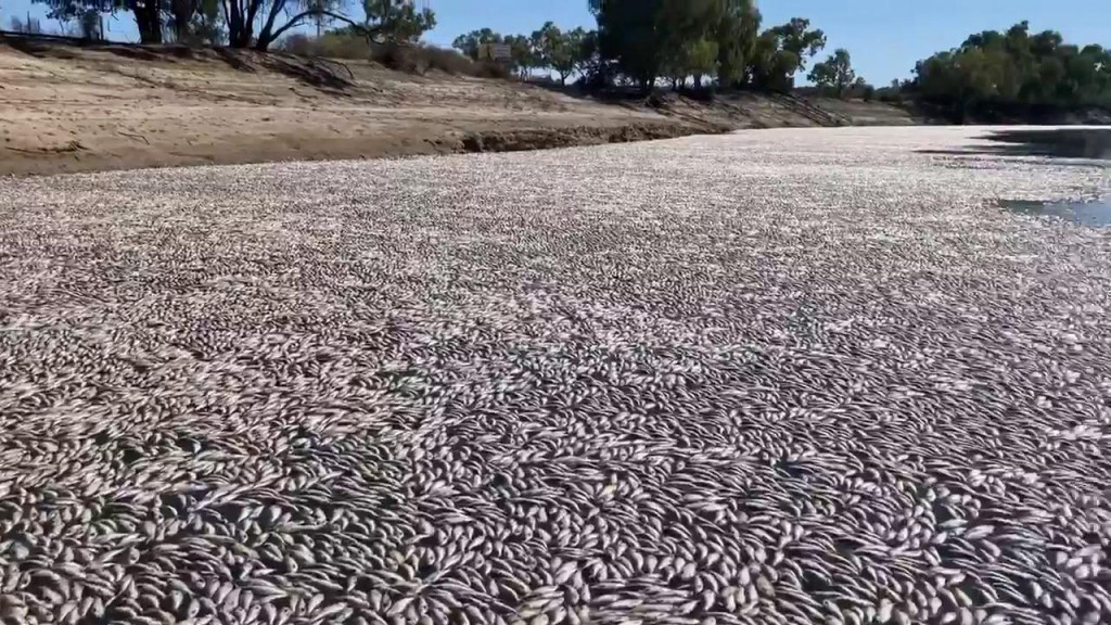 &lt;p&gt;Slika iz videa snimljenog 17. ožujka 2023. prikazuje mrtvu ribu na rijeci blizu grada Menindee&lt;/p&gt;