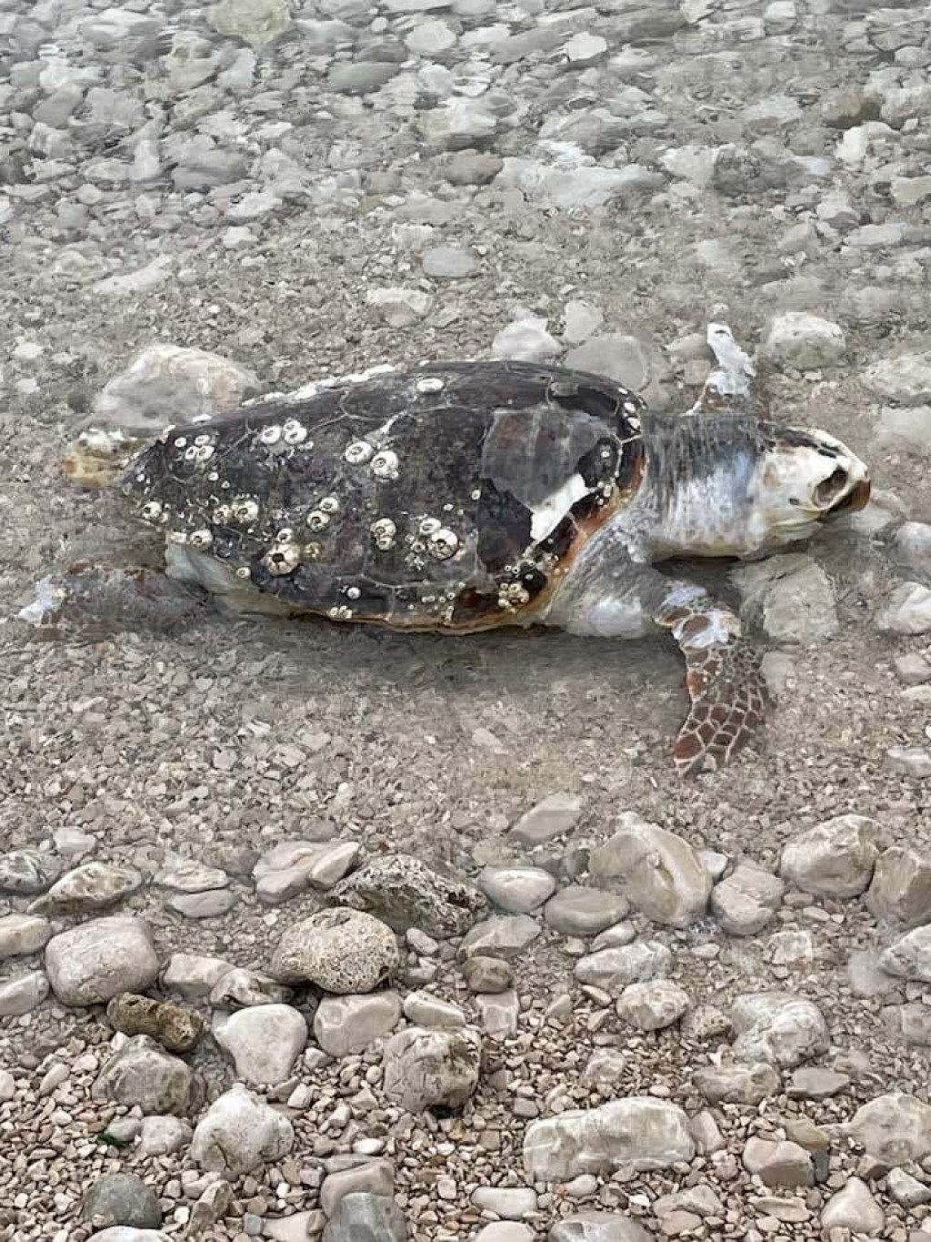&lt;p&gt;Na plažu u Orebiću uginula je glavata želva&lt;/p&gt;