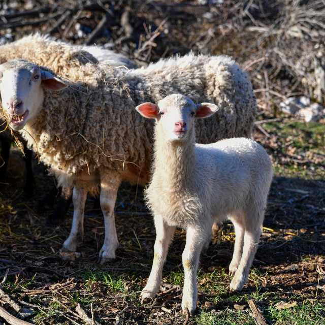 &lt;p&gt;Dubrovačka ruda je jedina ovca na Mediteranu koja živi uz more a ima vunu od merina - kažu uzgajivači&lt;/p&gt;