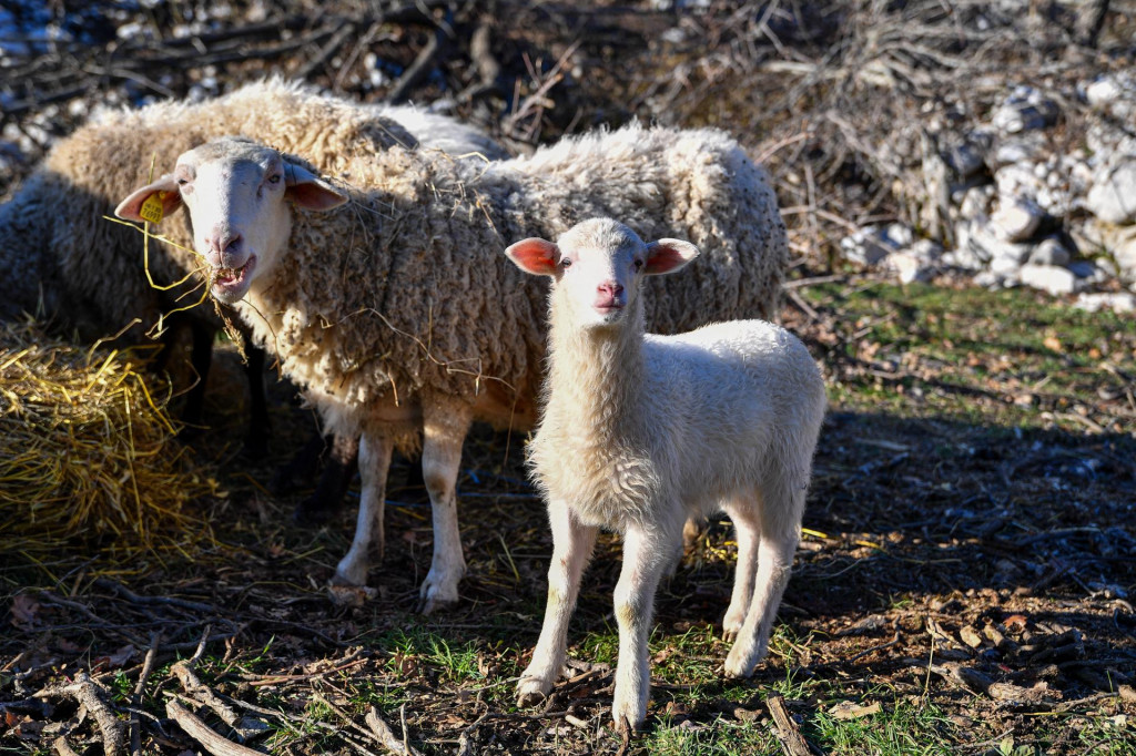 &lt;p&gt;Dubrovačka ruda je jedina ovca na Mediteranu koja živi uz more a ima vunu od merina - kažu uzgajivači&lt;/p&gt;