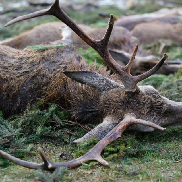 &lt;p&gt;U jesen lani u lovištu Brezica 43-godišnjak je pronašao lešinu jelena s koje je odstranio rogove (ilustracija)&lt;/p&gt;