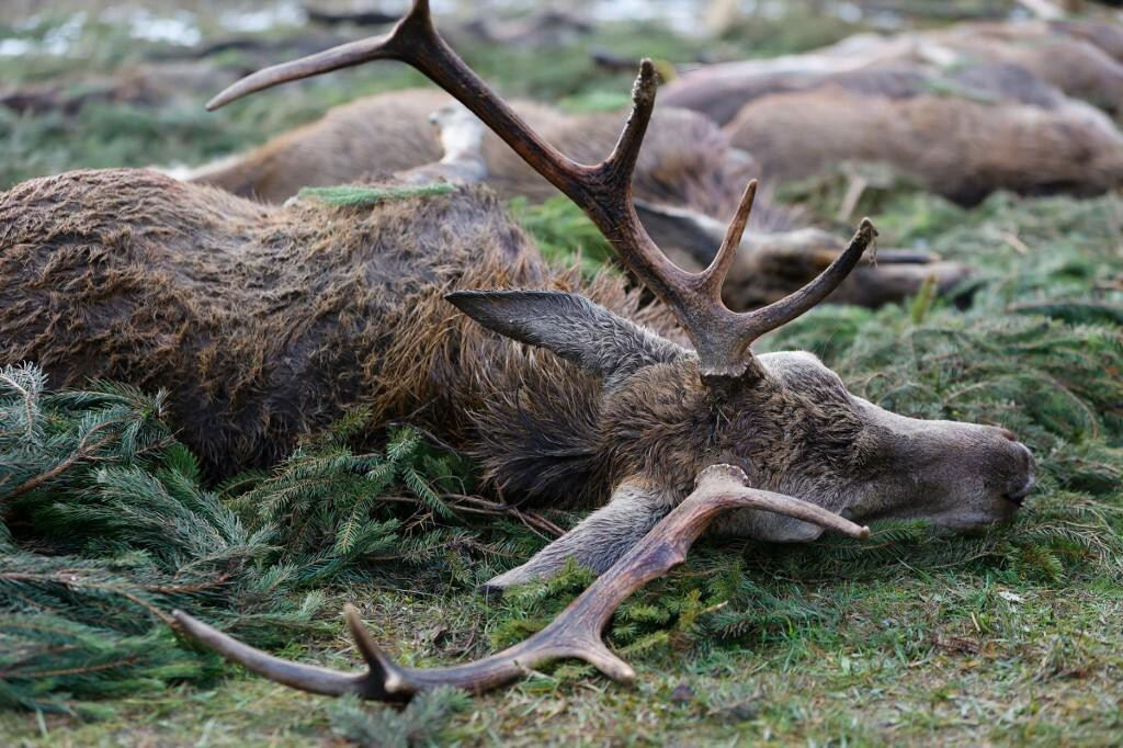 &lt;p&gt;U jesen lani u lovištu Brezica 43-godišnjak je pronašao lešinu jelena s koje je odstranio rogove (ilustracija)&lt;/p&gt;
