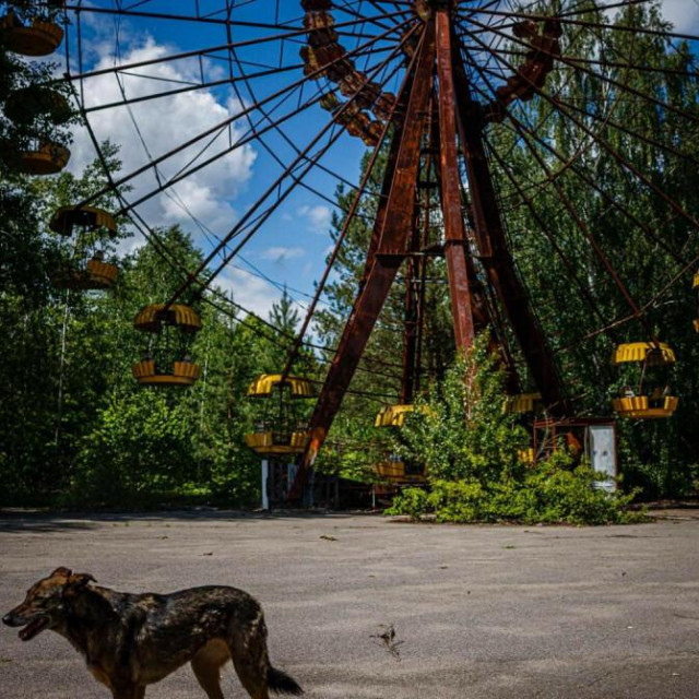&lt;p&gt;Psi ispred poznatog kotača u Pripjatu, koji nikada nije počeo s radom i čiji su dijelovi iznimno ozračeni&lt;/p&gt;