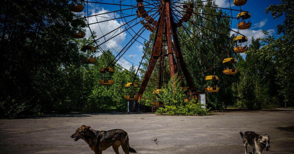 &lt;p&gt;Psi ispred poznatog kotača u Pripjatu, koji nikada nije počeo s radom i čiji su dijelovi iznimno ozračeni&lt;/p&gt;