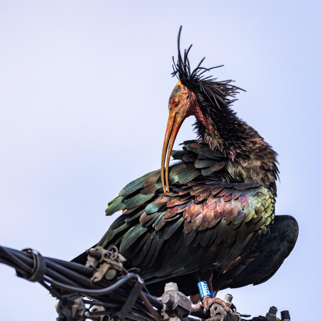 &lt;p&gt;Ćelavi ibis zaštićena ptica ima crveni kljun i crvenu kozu na cijelom tijelu&lt;/p&gt;
