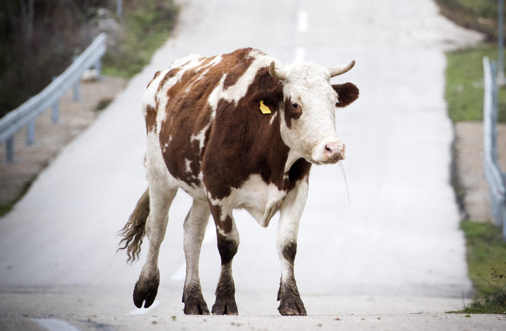 &lt;p&gt;Za pojavu krave na cesti odgovornost snosi vlasnik (ilustracija)&lt;/p&gt;