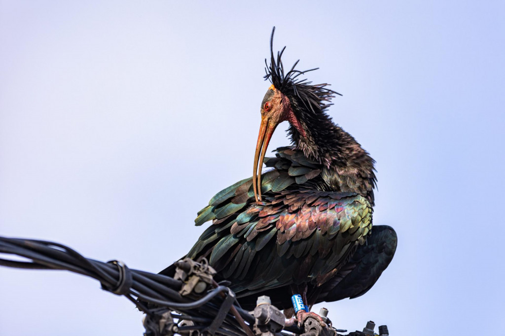&lt;p&gt;Ćelavi ibis zaštićena ptica ima crveni kljun i crvenu kozu na cijelom tijelu&lt;/p&gt;