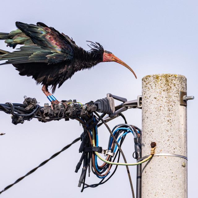 &lt;p&gt;Ćelavi ibis je zaštićena ptičja vrsta&lt;/p&gt;