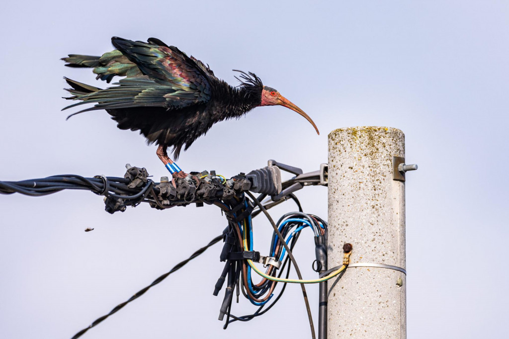 &lt;p&gt;Ćelavi ibis je zaštićena ptičja vrsta&lt;/p&gt;