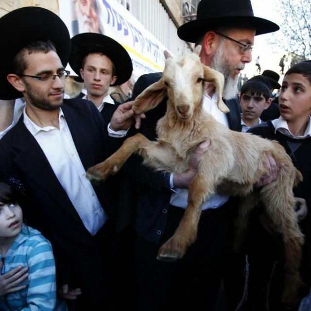 &lt;p&gt;Žrtvovanje koze u Jeruzalemu 2012. godine&lt;/p&gt;