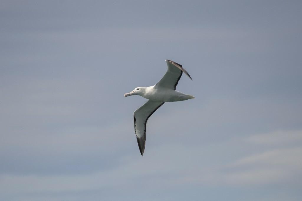 &lt;p&gt;Albatros u letu&lt;/p&gt;