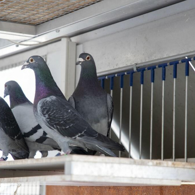 &lt;p&gt;Trojica portugalskih vlasnika golubova tragično su završila (ilustracija)&lt;/p&gt;