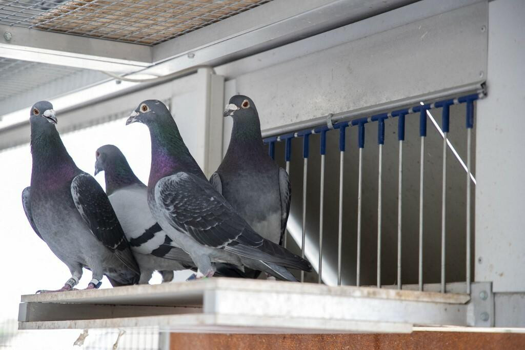 &lt;p&gt;Trojica portugalskih vlasnika golubova tragično su završila (ilustracija)&lt;/p&gt;