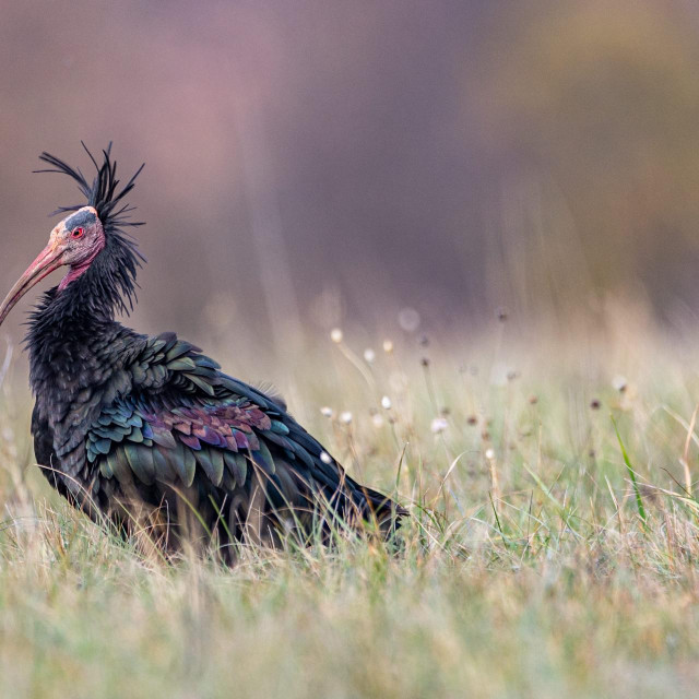 &lt;p&gt;Ćelavi ibis je zakon zaštićena ptičja vrsta&lt;/p&gt;