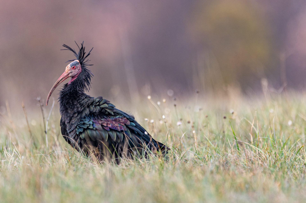 &lt;p&gt;Ćelavi ibis je zakon zaštićena ptičja vrsta&lt;/p&gt;