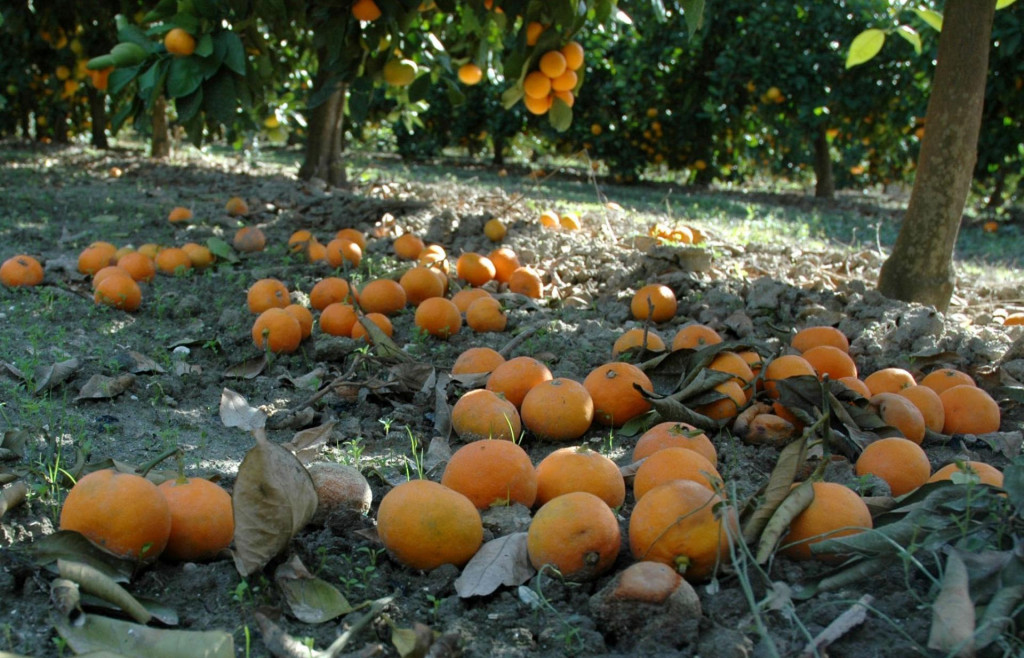 &lt;p&gt;U dolini Neretve svake godine propadne desetak tona mandarina&lt;/p&gt;