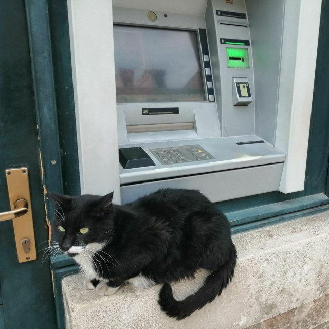 &lt;p&gt;Mačka odmara kod bankomata&lt;/p&gt;