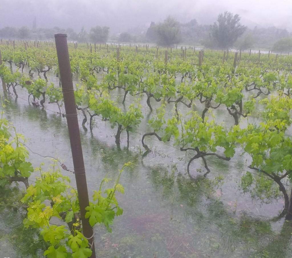 &lt;p&gt;Vinogradi u polju jezero su po visokim slojem vode, a najavljuju se nove kiše&lt;/p&gt;
