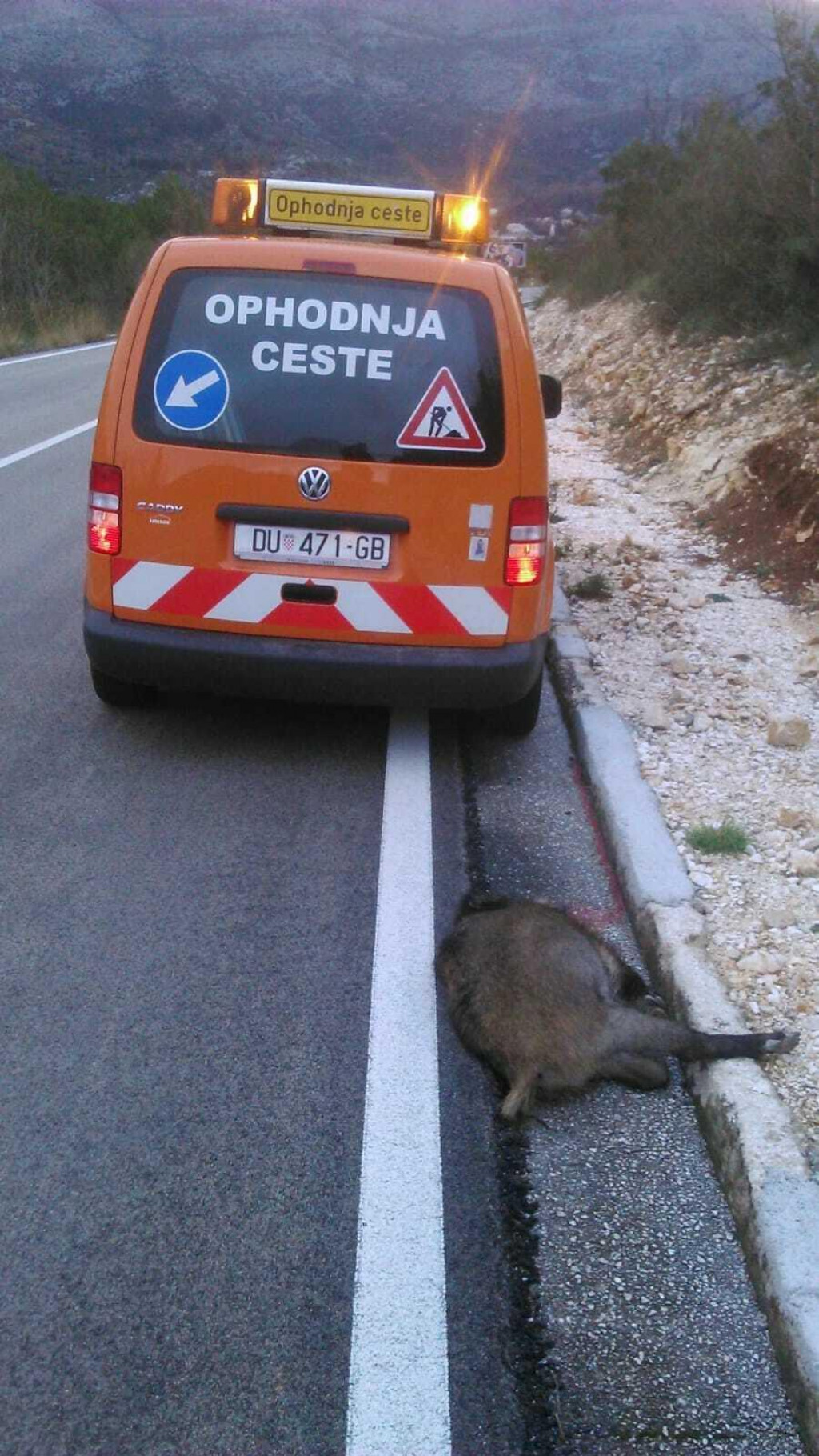 &lt;p&gt;Divlje svinje velika su opasnost na cestama&lt;/p&gt;