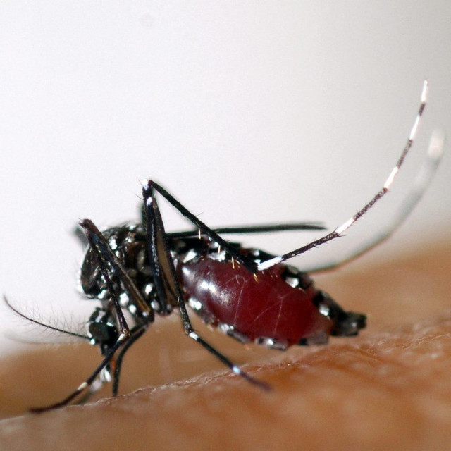 &lt;p&gt;Sterilni mužjaci vrste Aedes albopictus trebali bi prorijediti broj komaraca tigra&lt;/p&gt;