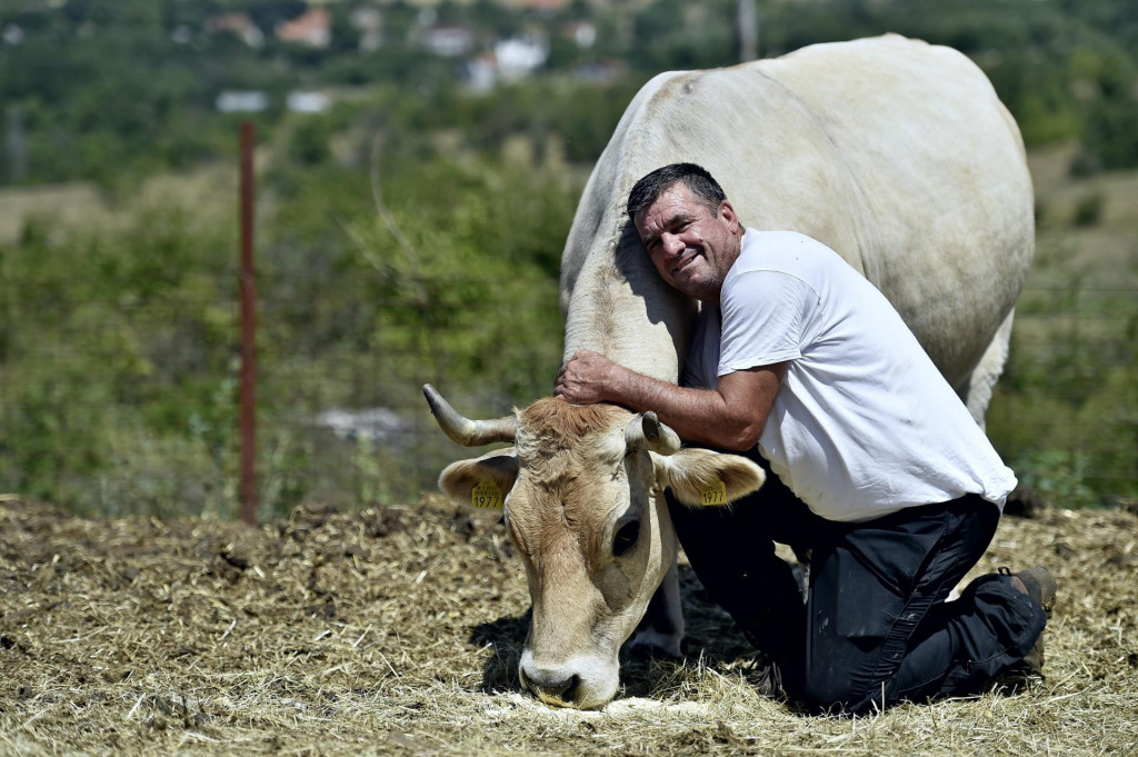 &lt;p&gt;Ivan Kaloper ne vidi zašto bi nekome u Splitu smetala njegova krava na par sati, pogotovo što je spreman počistiti sve iza nje&lt;br&gt;
 &lt;/p&gt;
