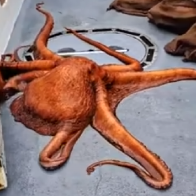 &lt;p&gt;Ogromna pacifička hobotnica&lt;/p&gt;