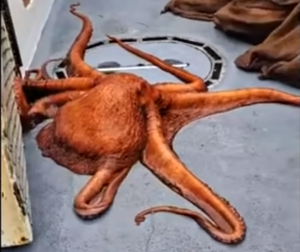 &lt;p&gt;Ogromna pacifička hobotnica&lt;/p&gt;