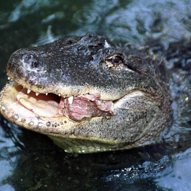 &lt;p&gt;Ovo je drugi napad aligatora u okrugu Beaufort u godinu dana (ilustracija)&lt;/p&gt;