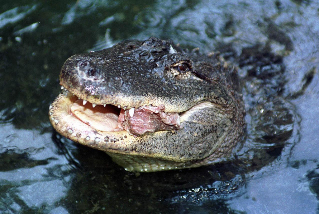 &lt;p&gt;Ovo je drugi napad aligatora u okrugu Beaufort u godinu dana (ilustracija)&lt;/p&gt;