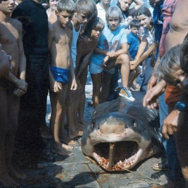 &lt;p&gt;Prije 50 godina na Šipanu je uhvaćen morski pas&lt;/p&gt;