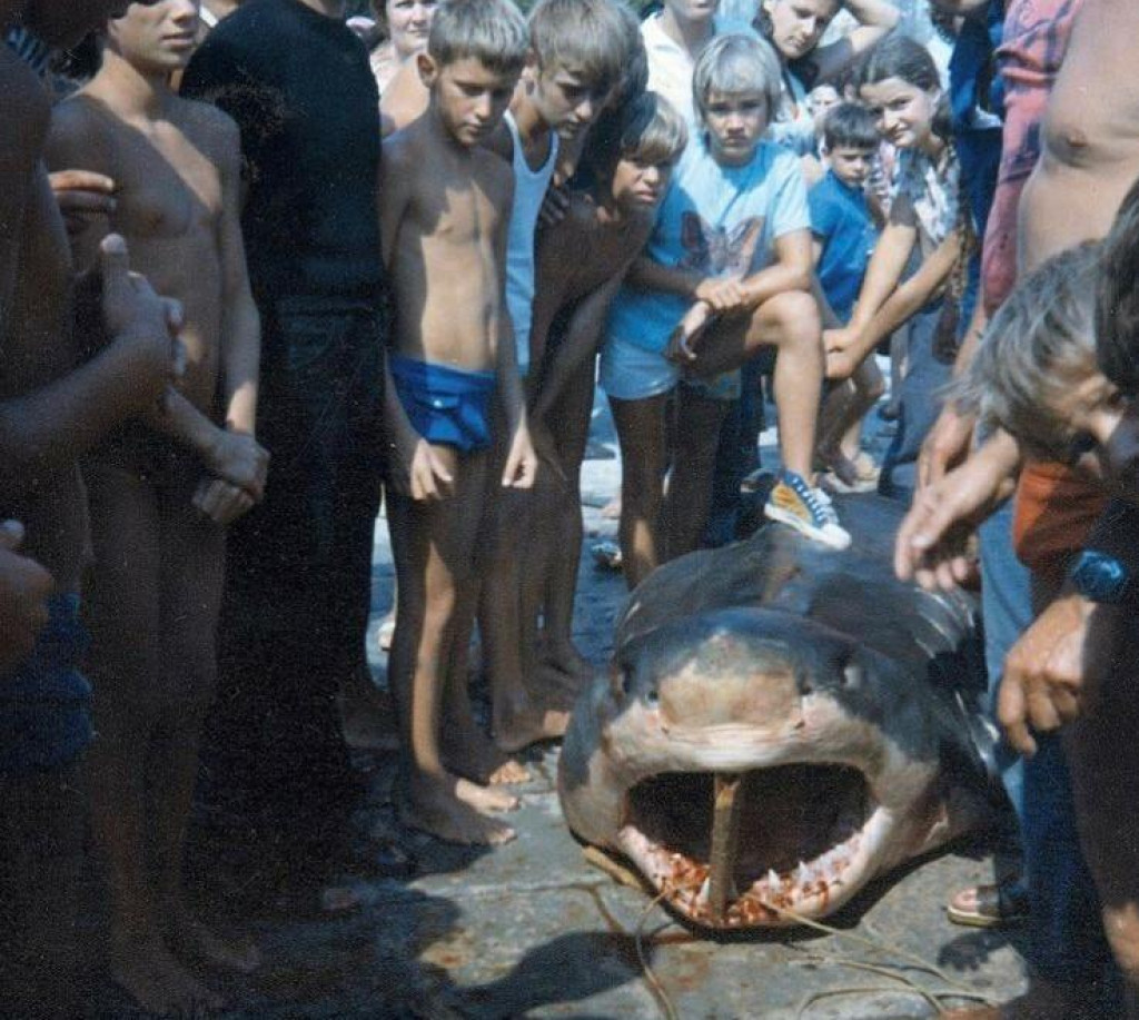 &lt;p&gt;Prije 50 godina na Šipanu je uhvaćen morski pas&lt;/p&gt;