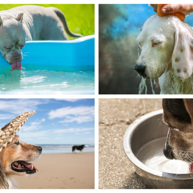 &lt;p&gt;Iznimno je važno osigurati psima tijekom vrućih dana odmor u hladu&lt;/p&gt;
