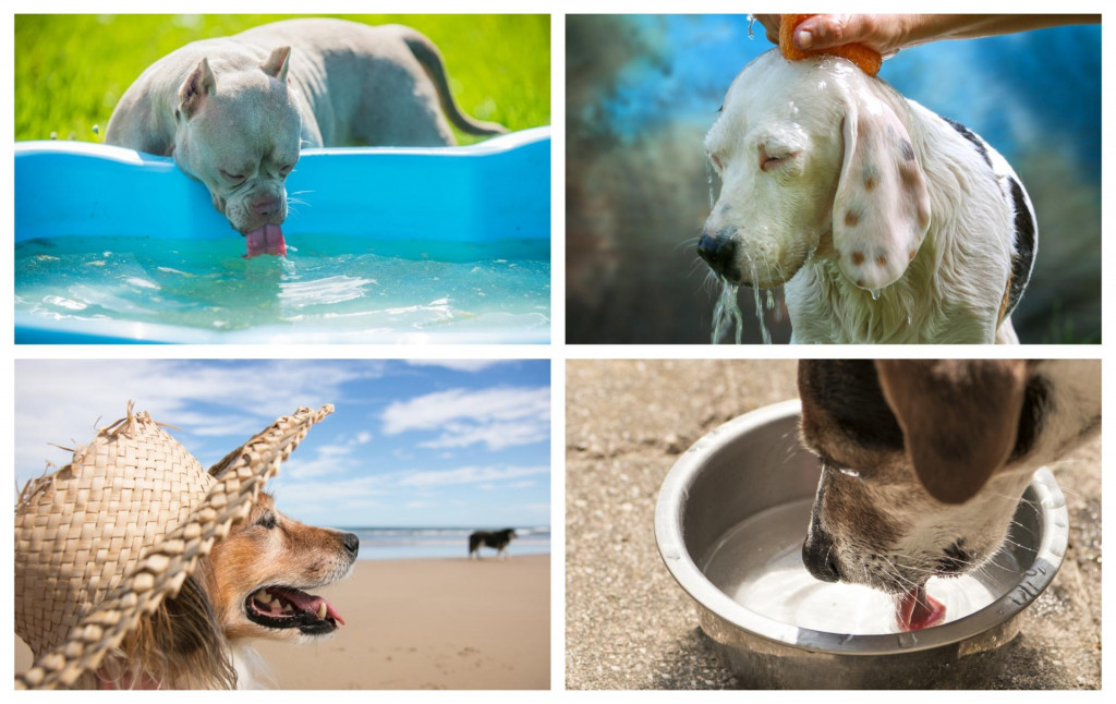&lt;p&gt;Iznimno je važno osigurati psima tijekom vrućih dana odmor u hladu&lt;/p&gt;
