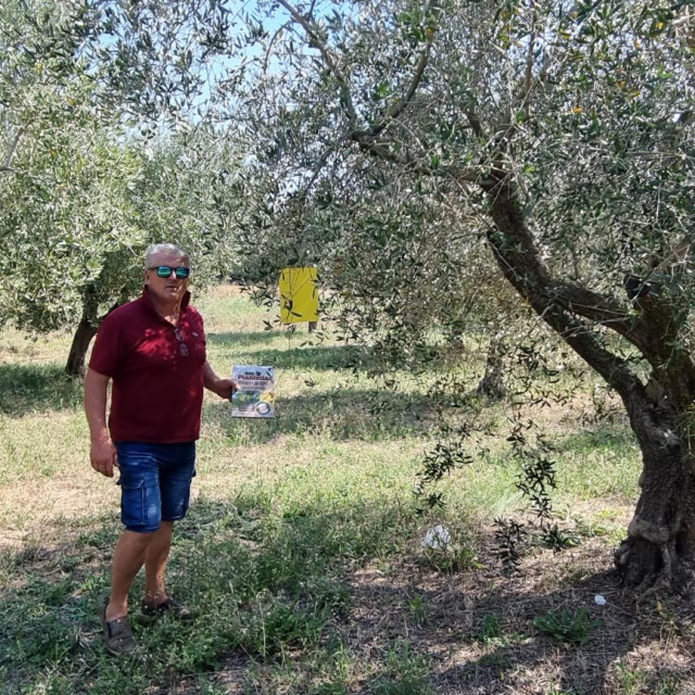 &lt;p&gt;Poznati i nagrađivani maslinar i vinar Dario Marčeta postavlja Bio Plantella žute ljepljive ploče na masline u kolovozu 2023.&lt;/p&gt;
