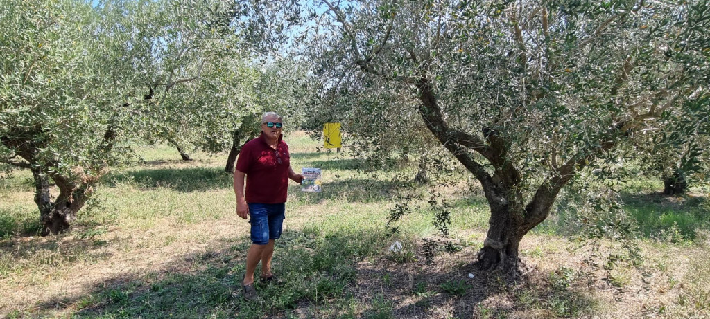 &lt;p&gt;Poznati i nagrađivani maslinar i vinar Dario Marčeta postavlja Bio Plantella žute ljepljive ploče na masline u kolovozu 2023.&lt;/p&gt;