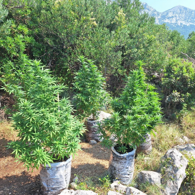 &lt;p&gt;Stabljike marihuane nađene na makarskom području&lt;/p&gt;