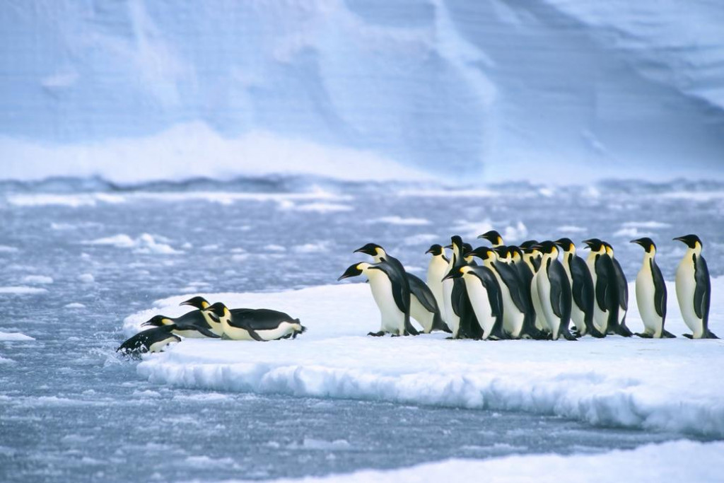 &lt;p&gt;Emperor penguins (Aptenodytes forsteri) &lt;/p&gt;