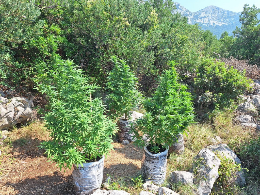 &lt;p&gt;Stabljike marihuane nađene na makarskom području&lt;/p&gt;