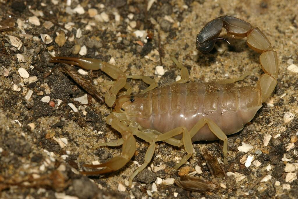 &lt;p&gt;Škorpioni se na farmi uzgajaju radi otrova (ilustracija)&lt;/p&gt;